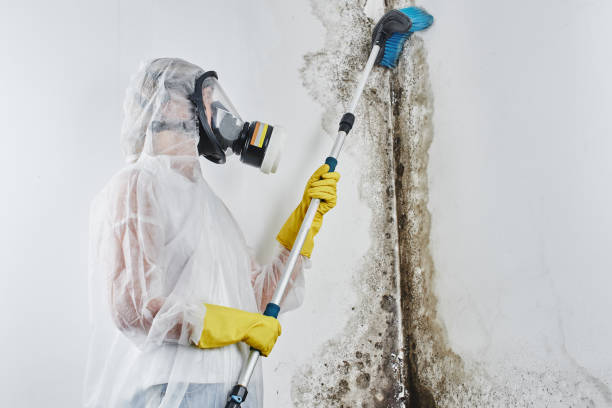 Best Certified Mold Removal  in Barnesville, MN