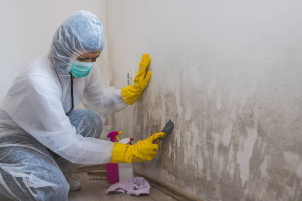 Best Residential Mold Removal  in Barnesville, MN
