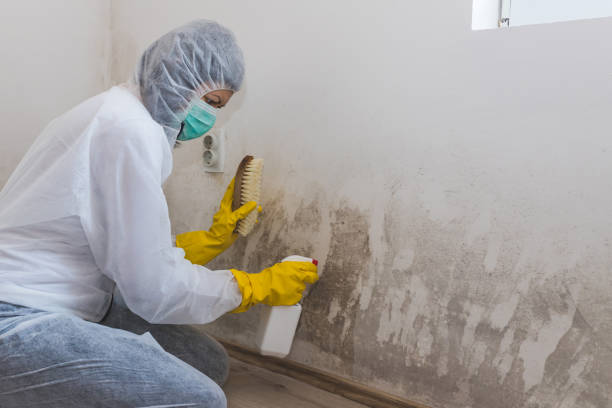 Best Professional Mold Removal  in Barnesville, MN