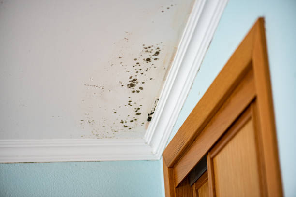 Best Crawl Space Mold Removal  in Barnesville, MN