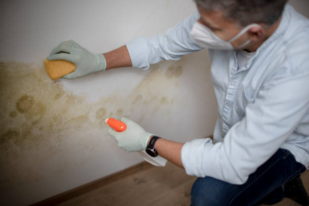Best Fast Mold Removal  in Barnesville, MN
