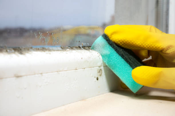 Best Mold Damage Repair  in Barnesville, MN