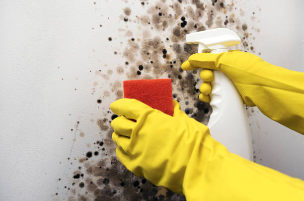 Professional Mold Removal in Barnesville, MN