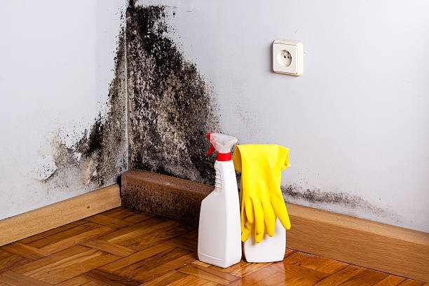 Certified Mold Removal in Barnesville, MN