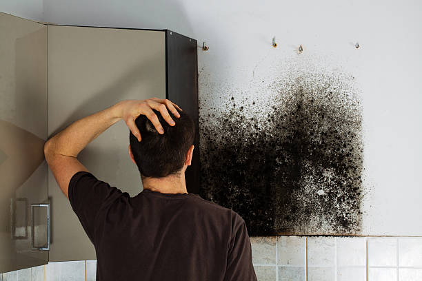 Best Black Mold Removal  in Barnesville, MN