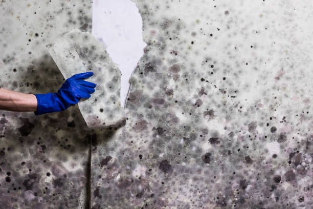 Best Commercial Mold Removal  in Barnesville, MN
