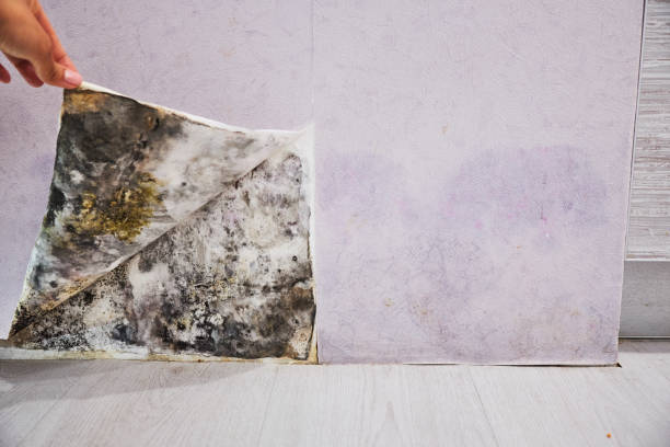 Best Mold Testing  in Barnesville, MN